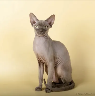 Кот, порода канадский сфинкс, …» — создано в Шедевруме