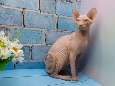 Вязка Канадский сфинкс кот приглашает кошечку на вязку - Барахолка  onliner.by