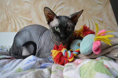 Необычный кот канадский сфинкс: 700 $ - Кошки Одесса на Olx