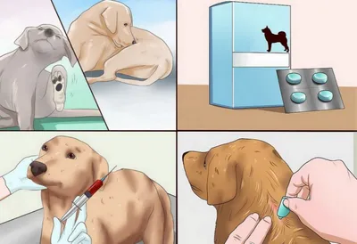 Мокнущая экзема у собак: лечение, причины появления мокрой раны, как лечить  на голове, бедре, лапе и шее, чем можно подсушить дома