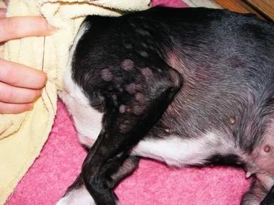 Пиотравматический дерматит (памятка для владельцев) | Ветеринарная клиника  доктора Шубина
