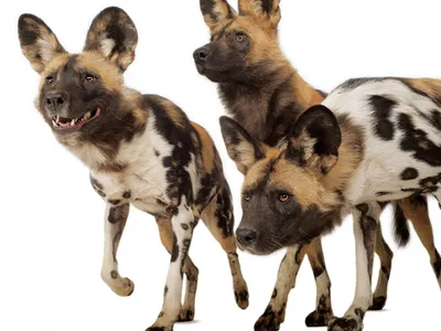 Почему из Минского зоопарка исчезли экзотические собаки