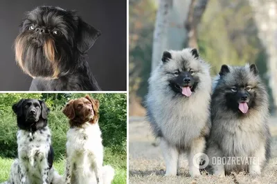 Какие собаки самые редкие – названия пород и фото | OBOZ.UA