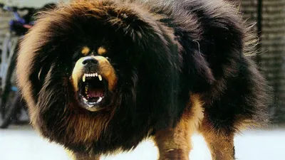 Самые редкие породы собак: рейтинг самых экзотических пород собак - портал  для владельцев домашних животных PetCare.ua