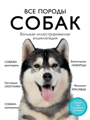 Самые необычные стрижки собак: 18 марта 2014, 11:37 - новости на  Tengrinews.kz