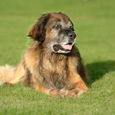 Какие собаки самые редкие – названия пород и фото | OBOZ.UA