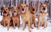 Породы самых экзотических собак в мире - Today.ua