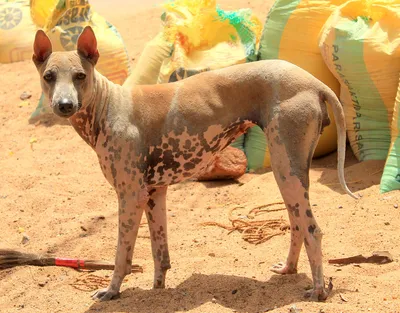 Редкие породы собаки Портрет крупного плана красивой породы  южно-африканского Boerboel собаки на зеленой и янтарной предпосылке т  Стоковое Изображение - изображение насчитывающей друг, юмористика: 120539323