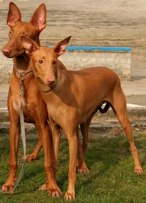 Экзотические животные: ТОП-3 лысых породы собак