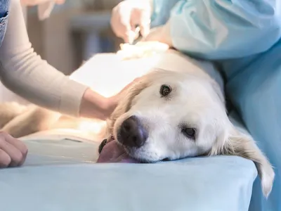 Эндометрит у собаки - причины заболевания, симптомы, диагностика, методы  лечения | Лапа помощи | Дзен