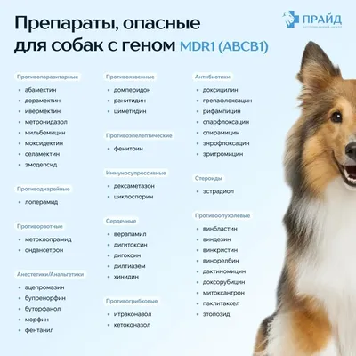 Стерилизация собак в СВАО ветеринарной клинике в Москве по доступным ценам