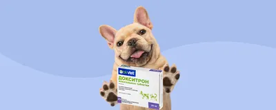 Гидрометра у собак - что это за патология, ее симптомы и возможность  лечения | Лапа помощи | Дзен