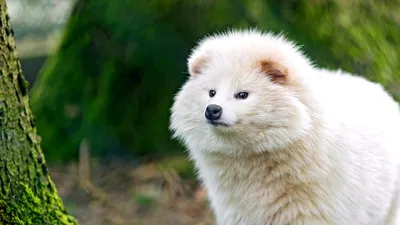Белая енотовидная собака