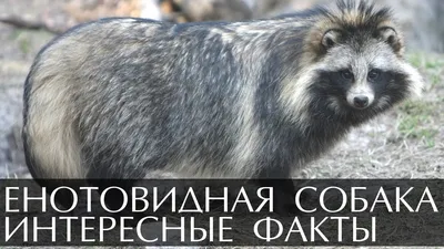 В Тверской области под Торжком найдена бешеная енотовидная собака - Газета  Вся Тверь