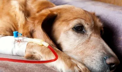 Парвовирусный энтерит у собак — Ветеринарный центр доктора Новичихиной А.В.  в Череповце