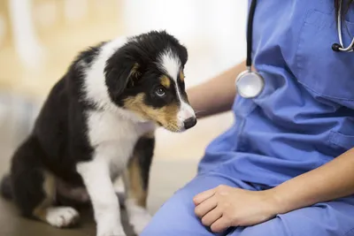 Энтерит у собак | Лечение (лекарства), симптомы и профилактика