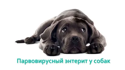 Парвовирусный энтерит у собак: симптомы, диагностика, лечение - ветклиника  \"в Добрые Руки\"