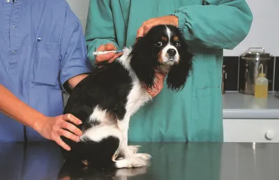 Вирусный энтерит у собак: симптомы, лечение и профилактика | Кинологический  центр \"Лунна\" | Дзен
