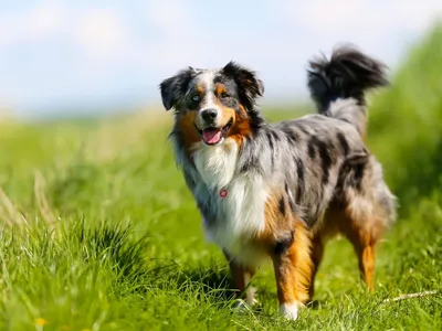 Энтерит у собак: симптомы, признаки, лечение взрослых животных и щенков