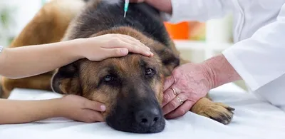 Энтерит у собак: симптомы, лечение, профилактика в домашних условиях