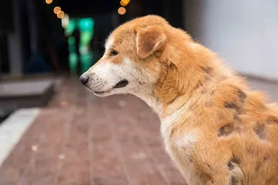 Геморрагический гастроэнтерит собак | Ветеринарная клиника доктора Шубина