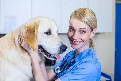 Пребиотический напиток VIYO Reinforces для собак - «Давали собаке при  лечении энтерита. Дорого, но здоровье любимца дороже. » | отзывы