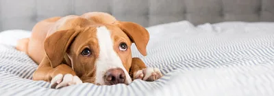 Опасность парвовирусного энтерита собак. | Государственная ветеринарная  служба Чувашской Республики