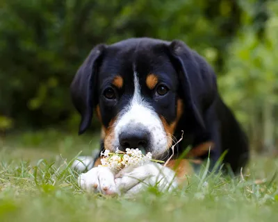 Энтлебухер зенненхунд собака: фото, характер, описание породы