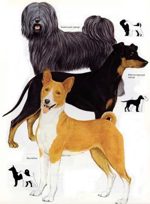 Энтлебухер зенненхунд - описание породы собак: характер, особенности  поведения, размер, отзывы и фото - Питомцы Mail.ru
