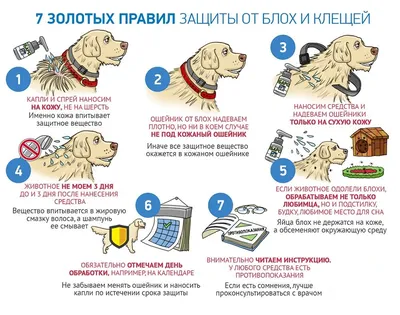 Иксодовые клещи - иксодовый клещ у собак и кошек | Блог зоомагазина  Zootovary.com