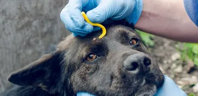 Лечение симптомов клещевого энцефалита у собак в ветклинике Живаго в Омске