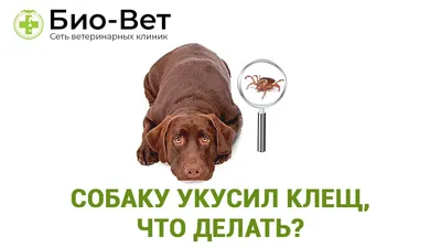 Как вытащить клеща у собаки: пошаговая инструкция по спасению питомца -  7Дней.ру