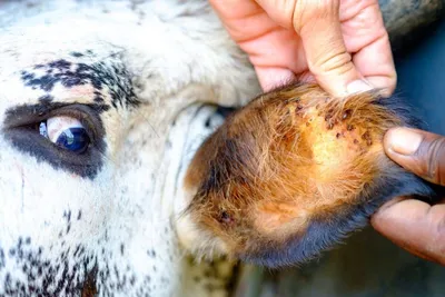 Заболевшие из-за укусов клещей животные не заразны для человека –  ветеринарный врач - Новости | Караван