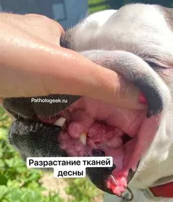 Папилломы у собак - симптомы и лечение папилломатоза собак в Москве.  Ветеринарная клиника \"Зоостатус\"