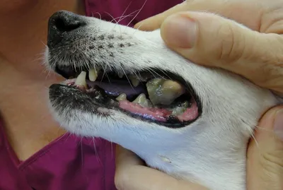Эпулис у собак - признаки, формы и лечение