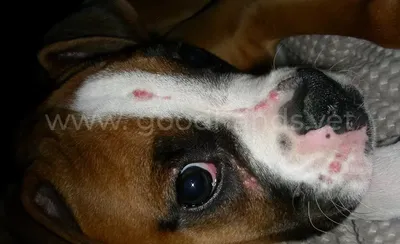 фиброзный апулис в собаке стоковое изображение. изображение насчитывающей  ангстрома - 242156855