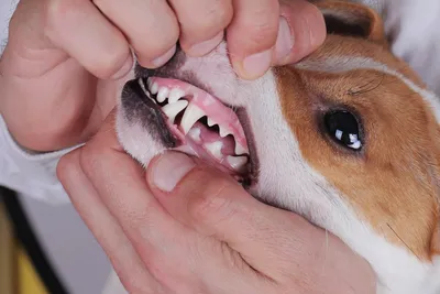 Гнойный остеомиелит нижней челюсти собаки.