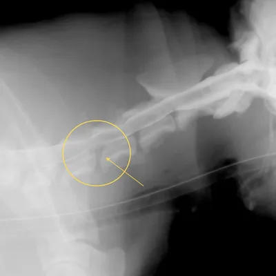 Хронический язвенный стоматит собак | Ветеринарная клиника доктора Шубина