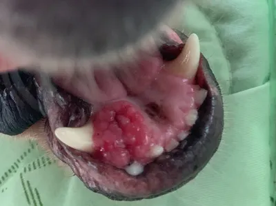 Имплантация зубов собаке, кошке и другим животным в Москве – узнайте цены и  запишитесь на прием в «Джунгли»