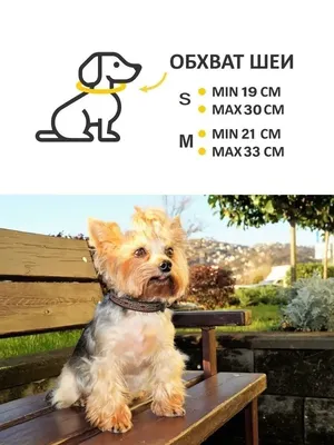 Ветровка для собак Waudog Clothes, Рик и Морти 2, XS22 купить в Киеве,  Украине | MAUDAU: цена, отзывы, характеристики