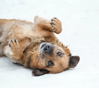 Пропала собака Ерик, 82-й квартал, Ангарск | Pet911.ru
