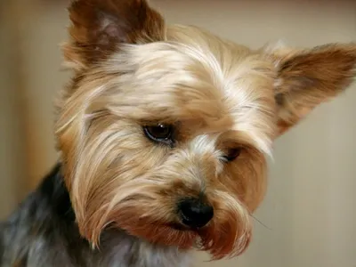 Собака смешанной породы малая пушистая Стоковое Изображение - изображение  насчитывающей шерсть, дворняжка: 56785749