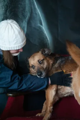 Собака Ерик найдена на Разводной 2. | Pet911.ru