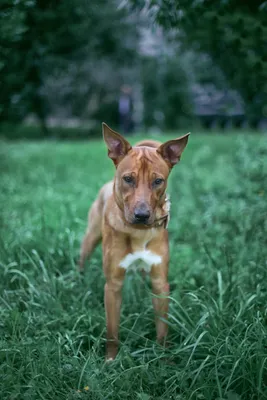 Милая собака бивер-терьер с цветной бумагой | Премиум Фото