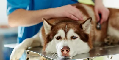 Купить Симпарику для собак весом 40-60 кг - Интернет-зоомагазин Zoolove