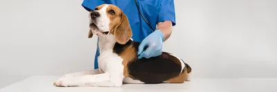 Купить CaniV-4 - Тест на Дирофиляриоз, Анаплазмоз, Болезнь Лайма, Эрлихиоз  собак в зоомагазине ПоводОК.