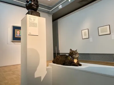 Выставка Юрия Молодковца \"Эрмитажные коты\" / Маленькие радости