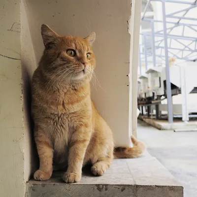 Эрмитажные коты: истории из жизни, советы, новости, юмор и картинки — Все  посты | Пикабу
