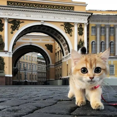Коты из Эрмитажа получили деньги в наследство от богача из Франции -  26.02.2021, Sputnik Узбекистан