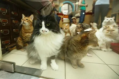 Купить открытки Эрмитажные коты, коты в мундирах